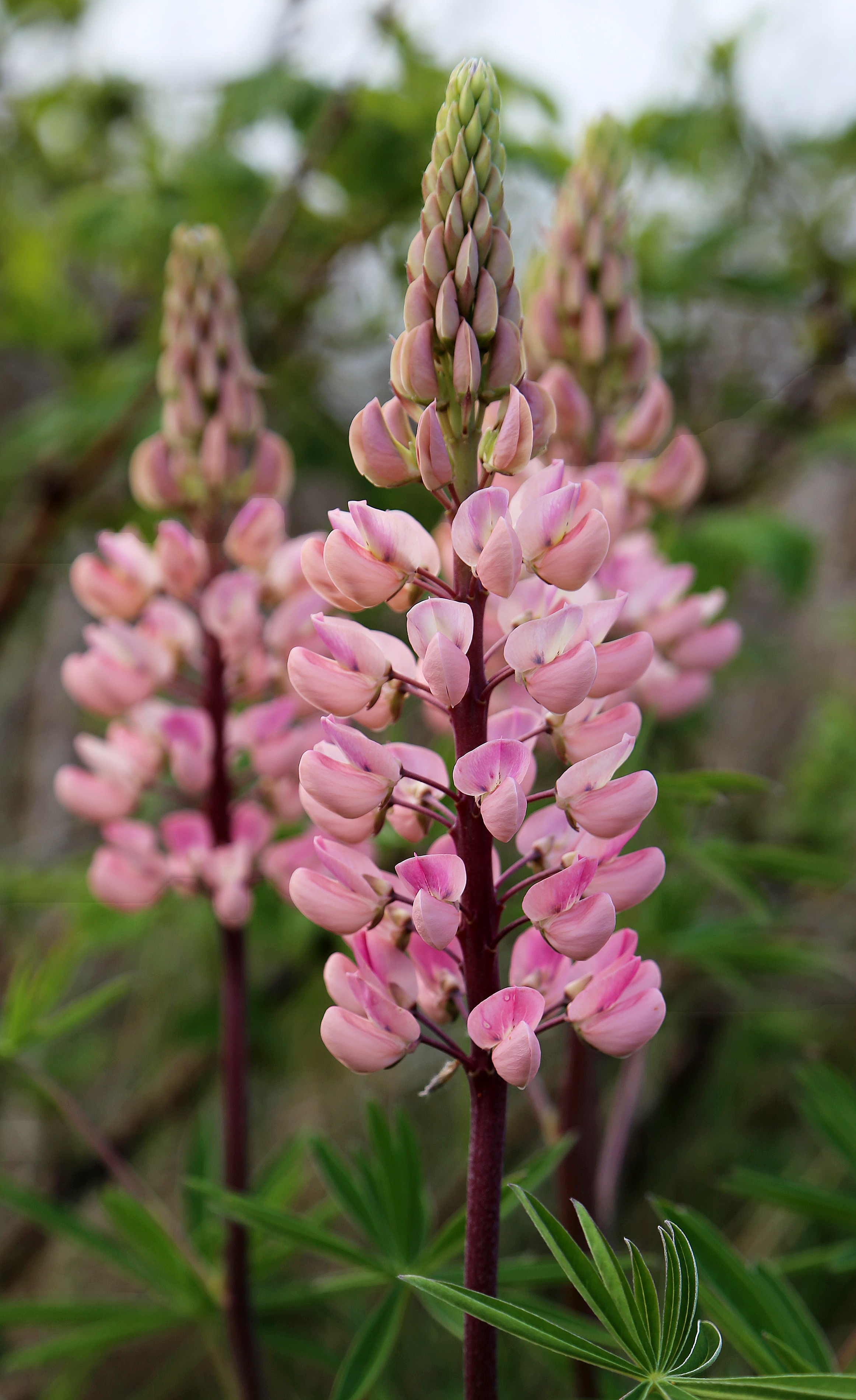 Lupinus волчий цветок фанфик фото 52