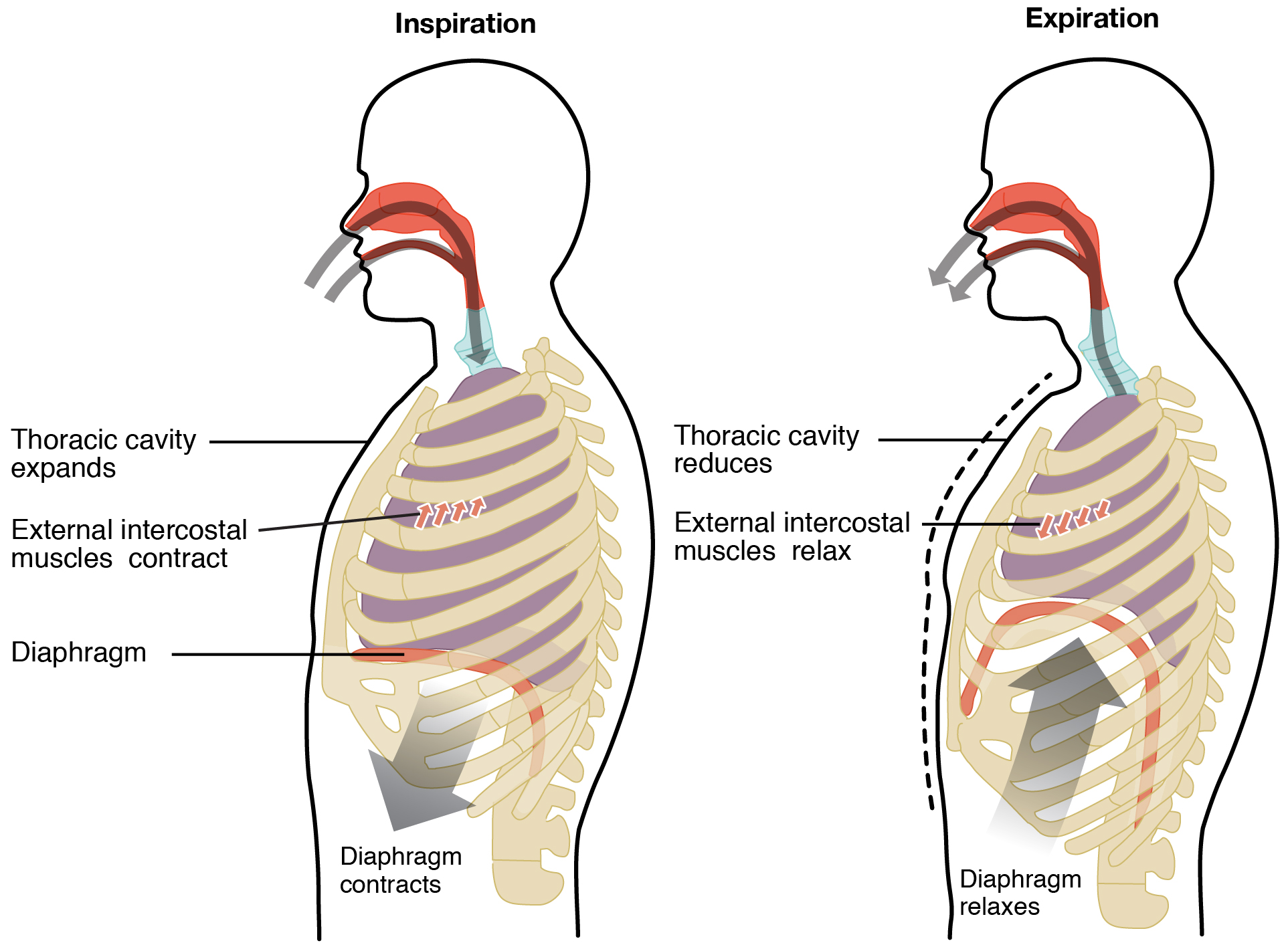 Depiction of the chest during inspiration and expiration.