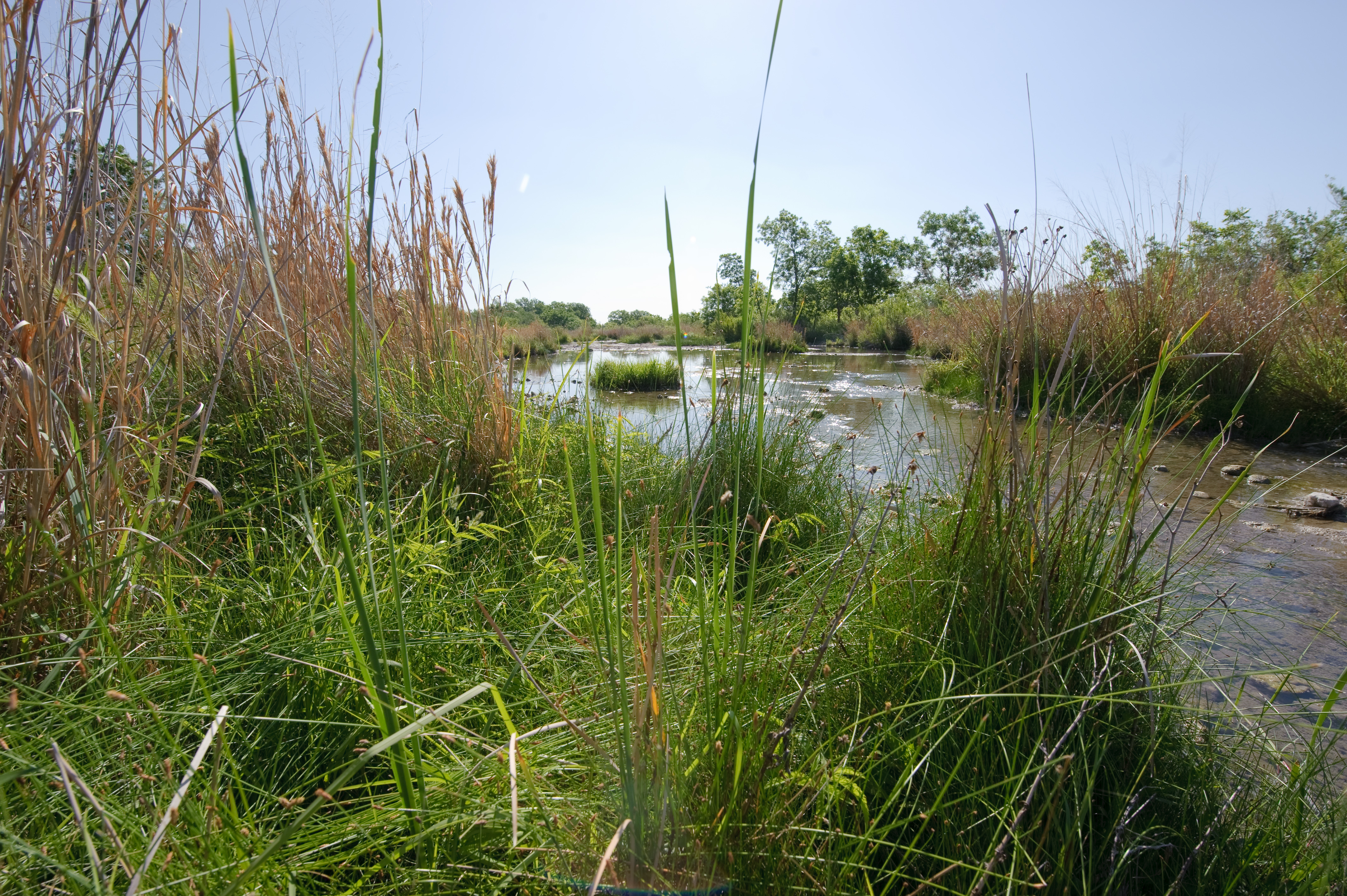 File:A Riparian Buffer offers a filtration system that generated by mother nature. Plants work together to filtrate out pollutants that could make it into the water flow. (24817333740).jpg - Wikimedia Commons