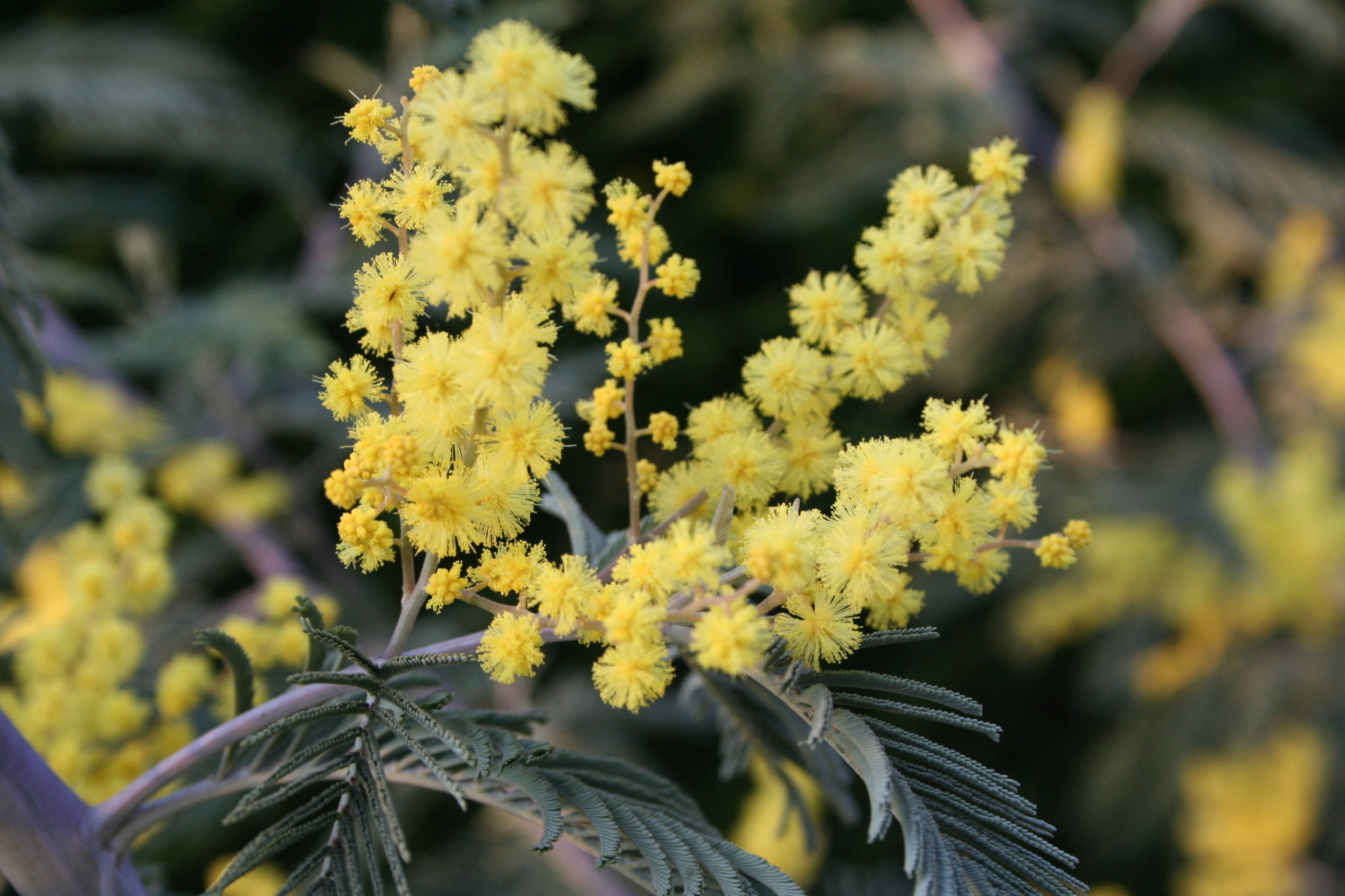 Почему акацию называют мимозой. Мимоза Acacia dealbata. Acacia dealbata, Silver Wattle. Акация серебристая Мимоза. Акация серебристая (Acacia dealbata).