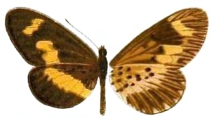 <i>Acraea oberthueri</i> Species of butterfly