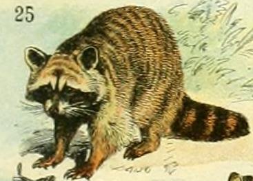 File:Adolphe Millot mammiferes A (25-Raccoon).jpg