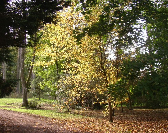 File:Afternoon sunshine on autumn leaves at Westonbirt arboretum - geograph.org.uk - 1014601.jpg