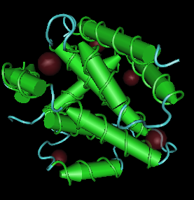 <i>Alcelaphine gammaherpesvirus 2</i> Species of virus