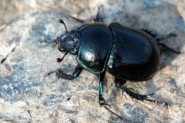 Welches Tier ist das? (Tiere, Käfer)