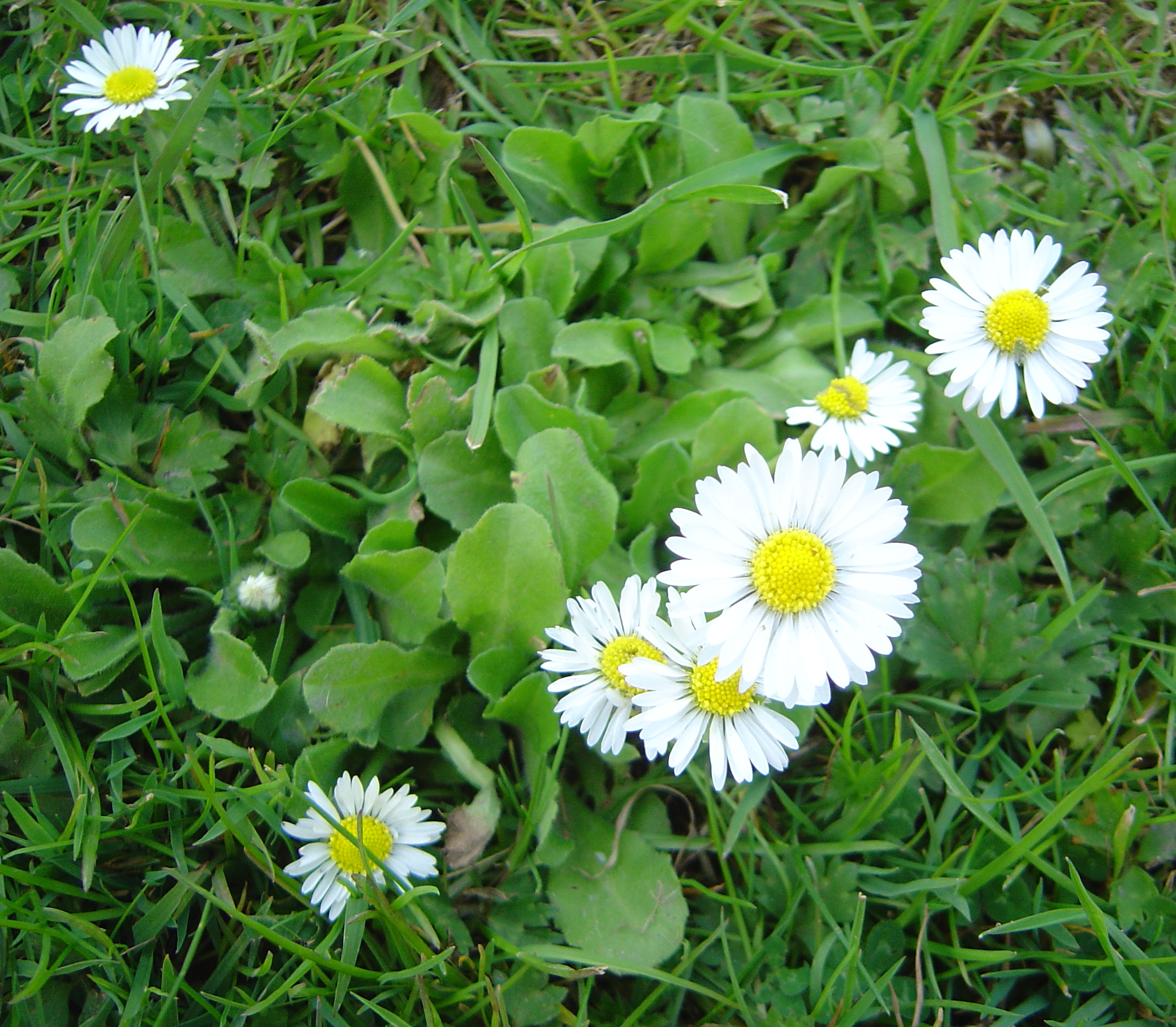 Маргаритка Bellis perennis