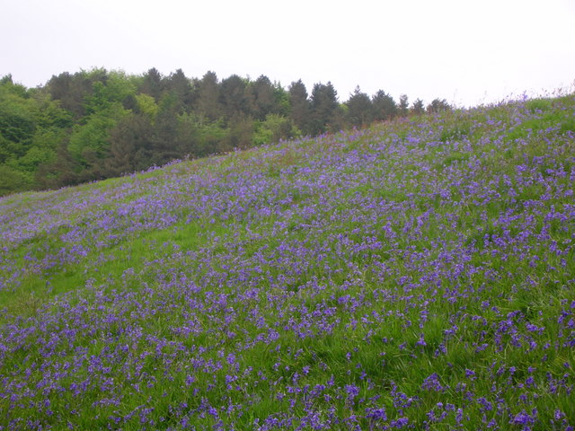 Bluebell Bank - geograph.org.uk - 1088851