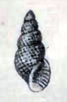 Boonea seminuda is a species of sea snail, a marine gastropod mollusk in the family Pyramidellidae, the pyrams and their allies. The species is one of eleven known species within the Boonea genus of gastropods.