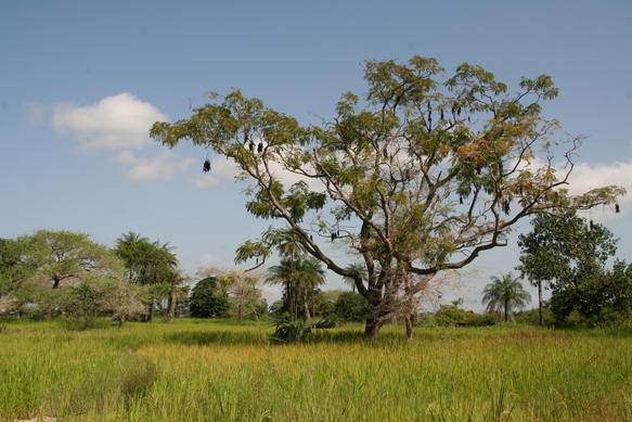 Plik:Casamance landscape.jpg