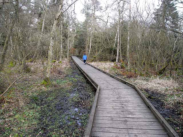 File:Catwalk in Bolam Lake Country Park - geograph.org.uk - 1172065.jpg