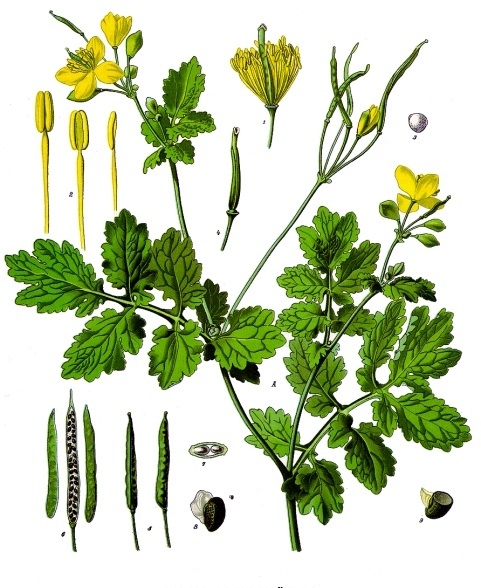 File:Chelidonium majus - Köhler–s Medizinal-Pflanzen-033.jpg