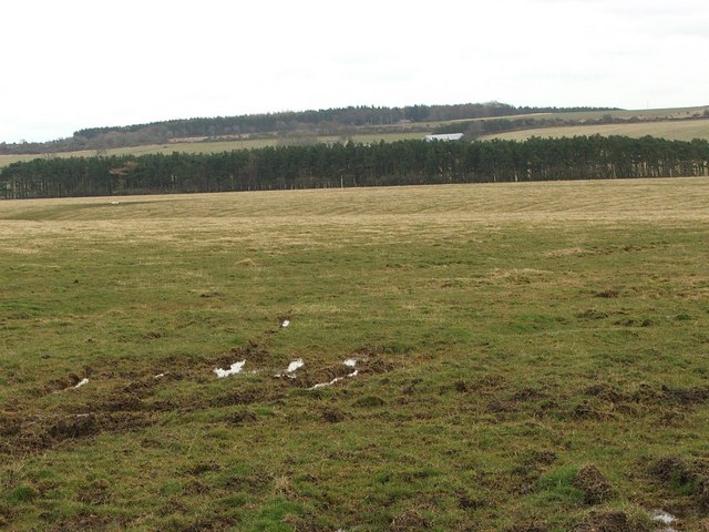 File:Conifers - geograph.org.uk - 135659.jpg