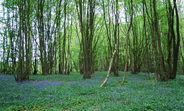 Coppiced trees and bluebells - geograph.org.uk - 2451084