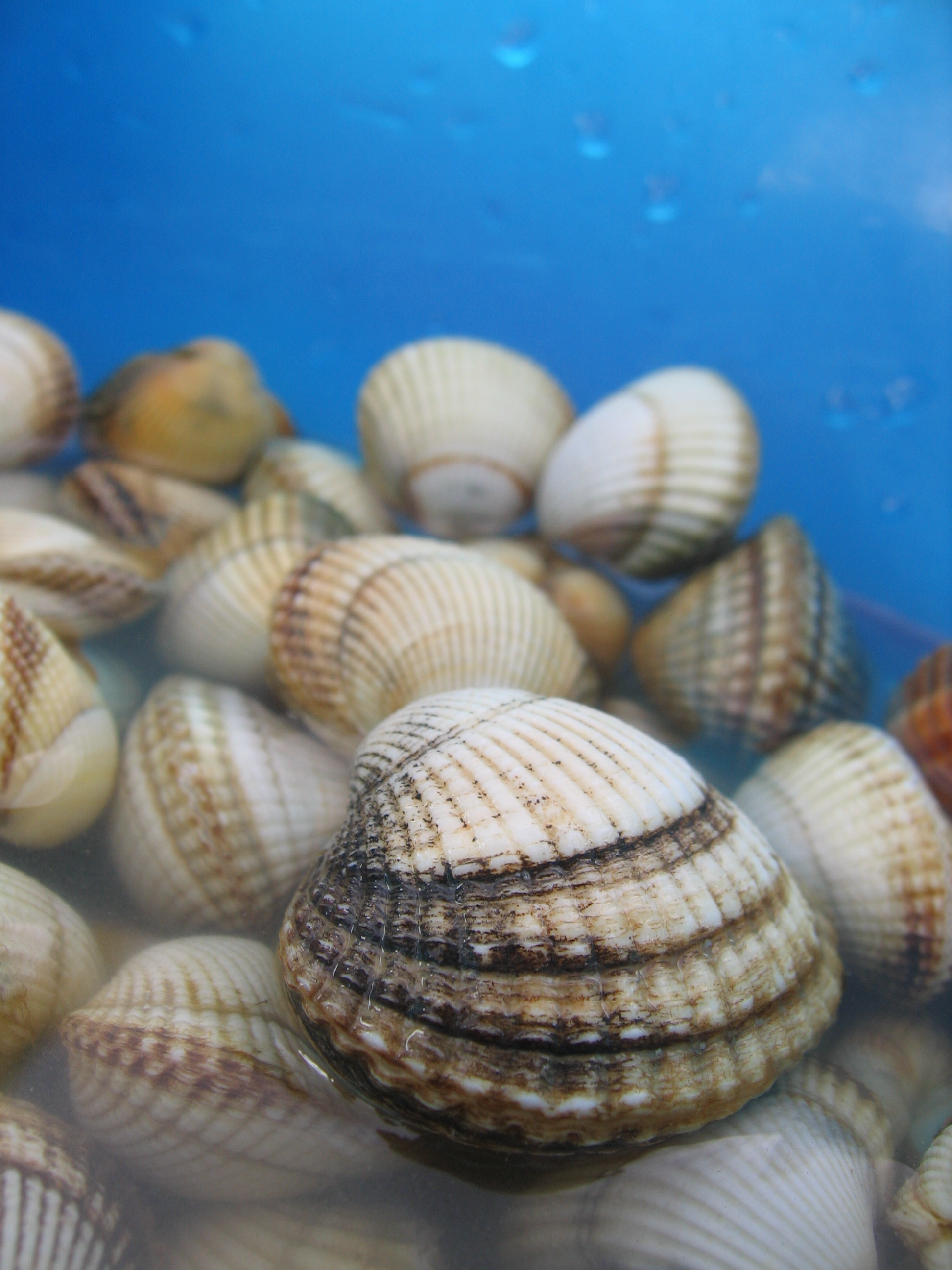 pictures of clams in the ocean