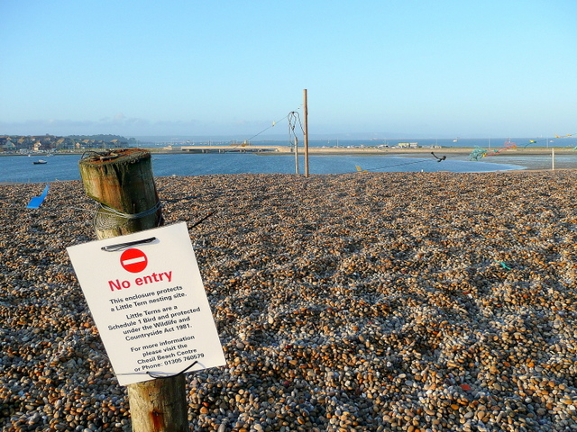 File:Cordoned-off area of Chesil Beach - geograph.org.uk - 1325704.jpg