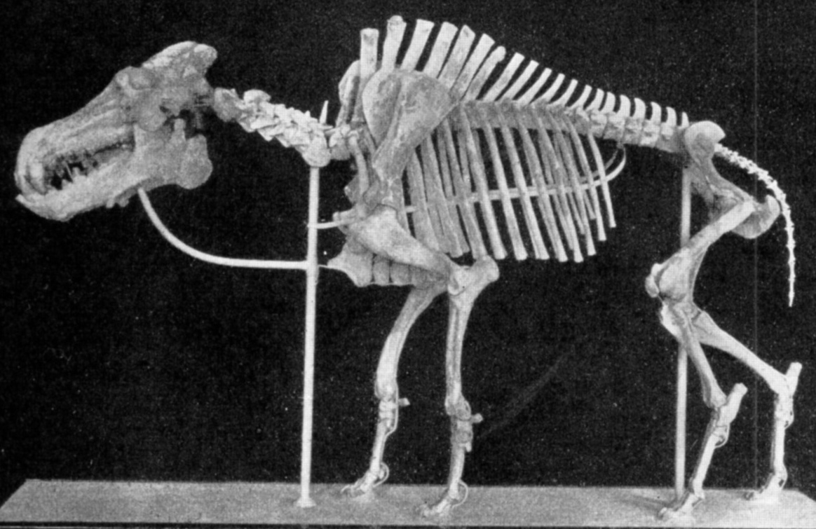 https://upload.wikimedia.org/wikipedia/commons/8/8c/Daeodon_skeleton.jpg