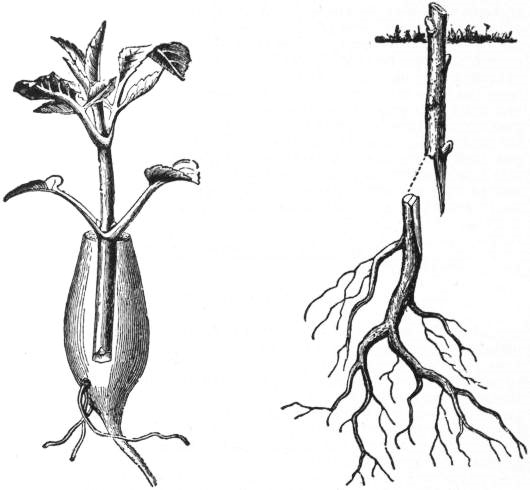 EB1911 - Horticulture - Fig. 19., 20,—Root-grafting of Dahlia and Woody Plant.jpg
