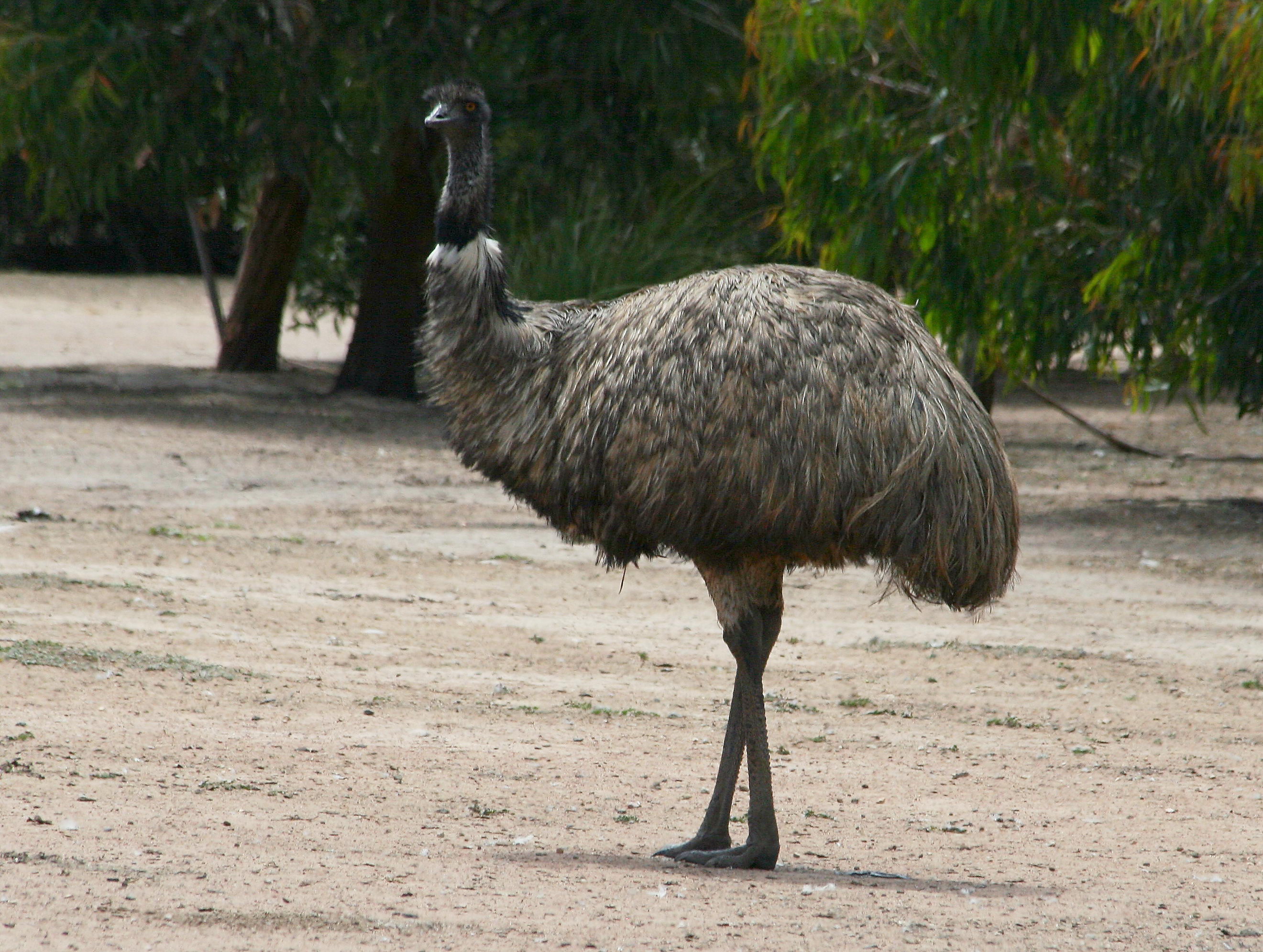 Emu habitat and range