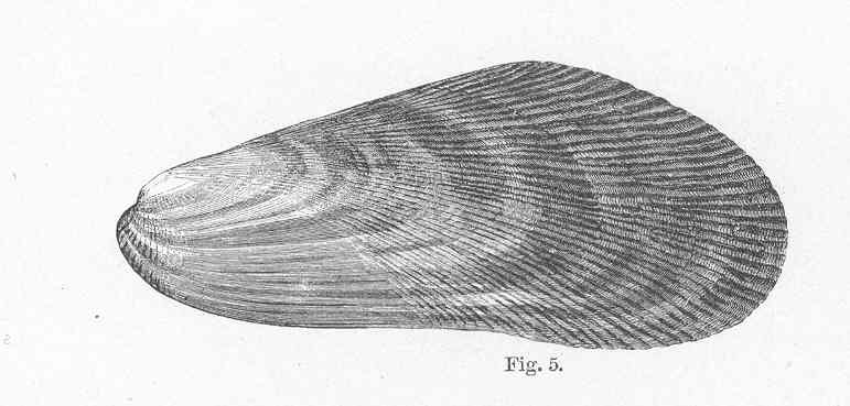 File:FMIB 51189 Rough Mussel, Modiola pilcatula.jpeg