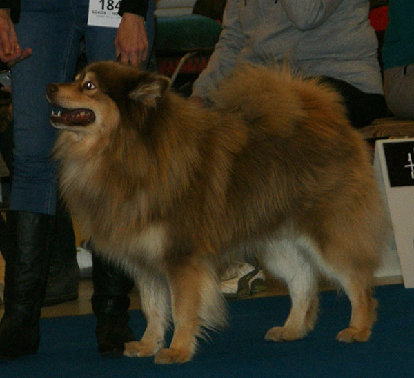 File:Finnish Lapphund brown & tan.jpg