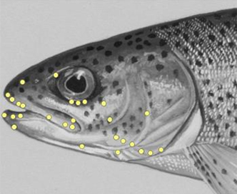 Rainbow trout have nociceptors on the face, eyes, snout and other areas of the body