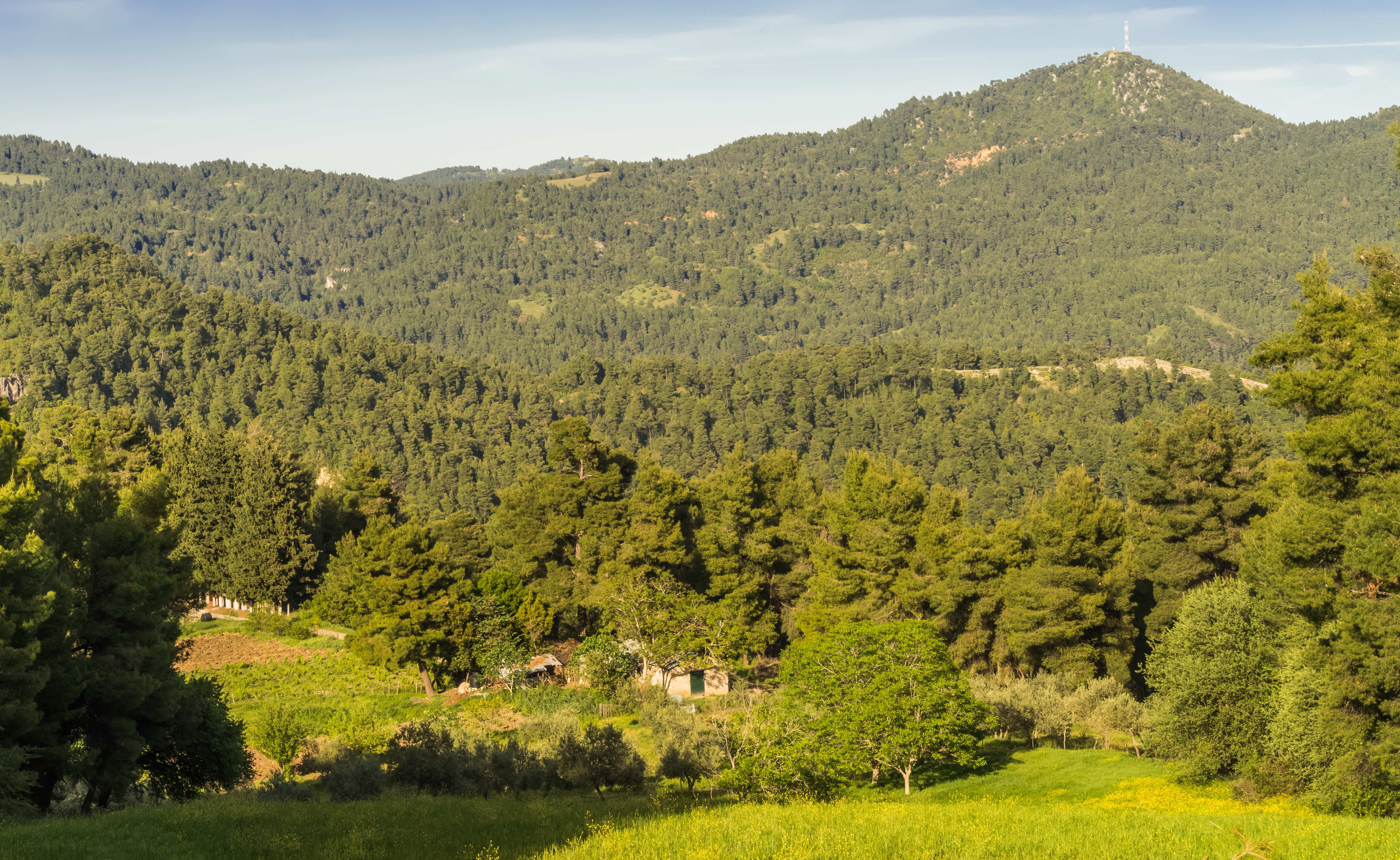 N forest. Форест Северная Осетия.