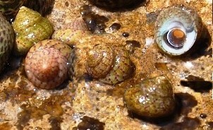<i>Gibbula</i> Genus of gastropods