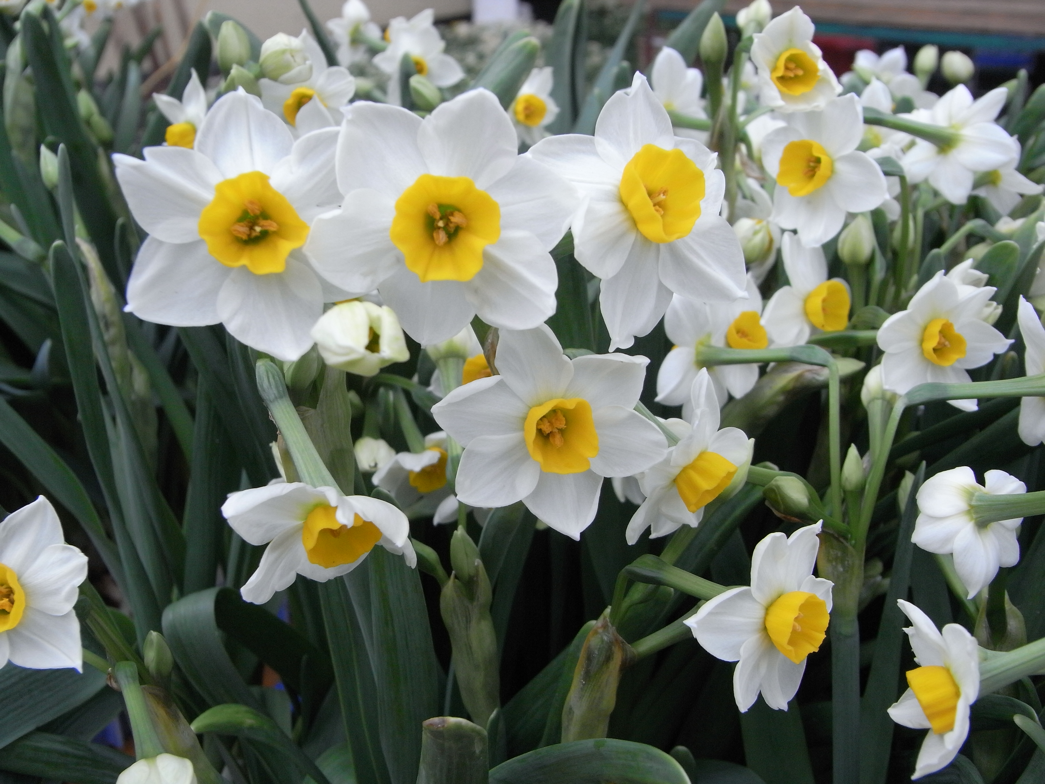 File Hk Cwb Victoria Park Chinese New Year Flower Fair 01 水仙花 Chinese Sacred Lily Jpg Wikimedia Commons