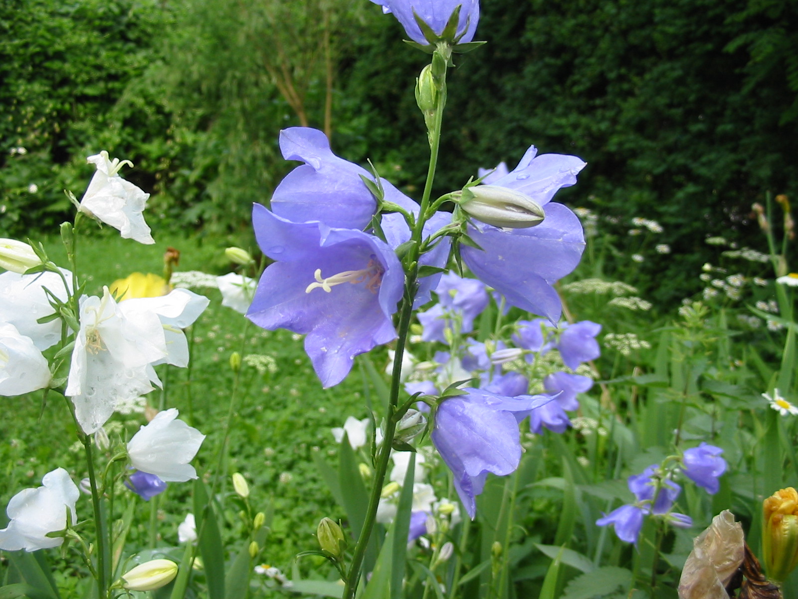 Низкие колокольчики. Колокольчик персиколистный (Campanula persicifolia l.). Колокольчик персиколистный (Campanula persicifolia). Колокольчик персиколистный белый, голубой.