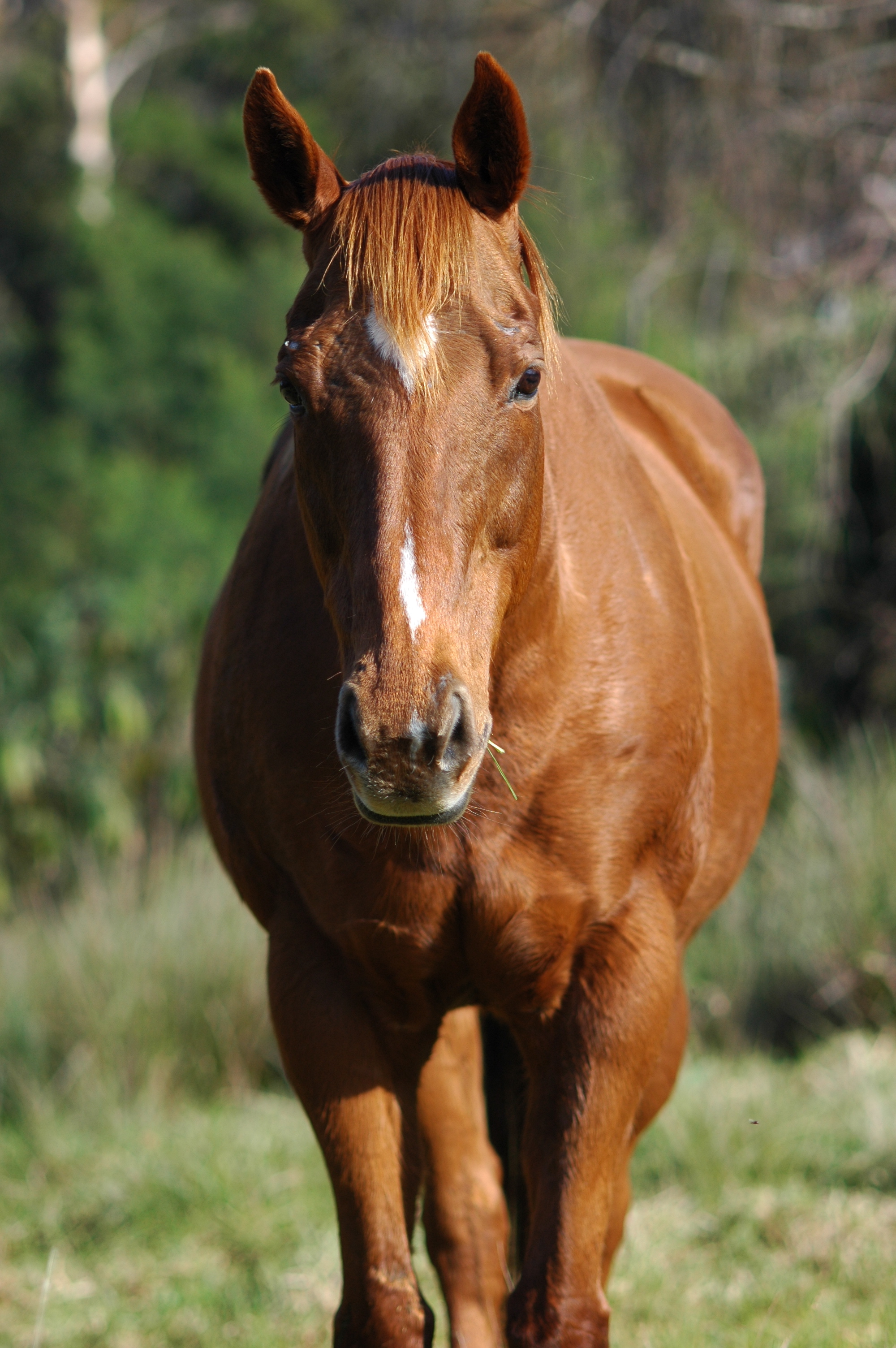 file-horse-007-jpg