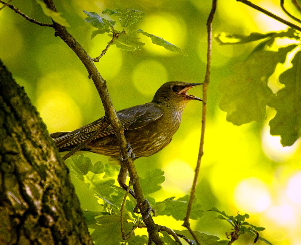 Hot starling (19347154024).jpg