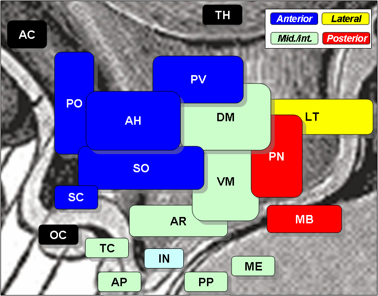 Ventromedial Nucleus Of The Hypothalamus Wikipedia