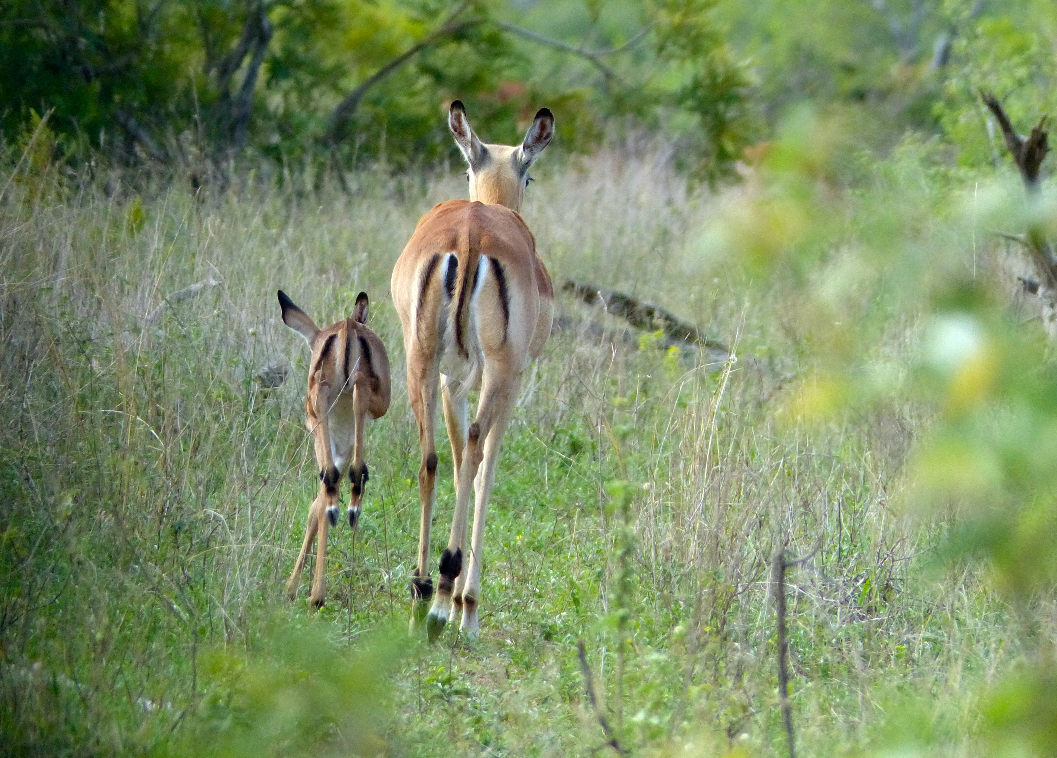 Impalas (Aepyceros melampus) female and young running away (11421161335).jpg