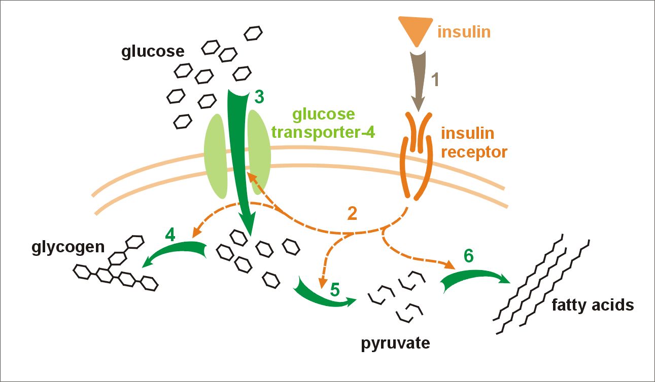 Insulin and glucose metabolism