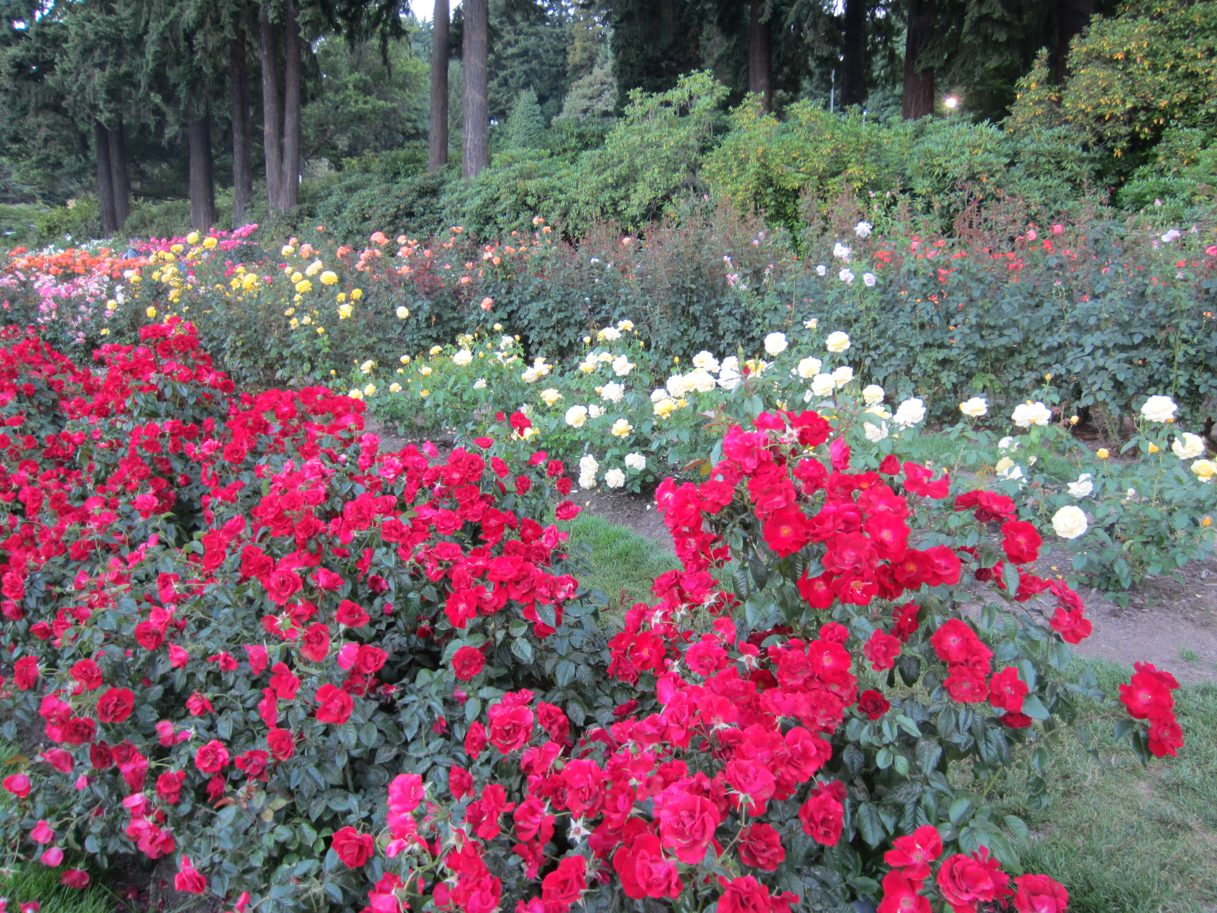 International Rose Test Garden in Portland, Ore. (2013) - 02.JPG