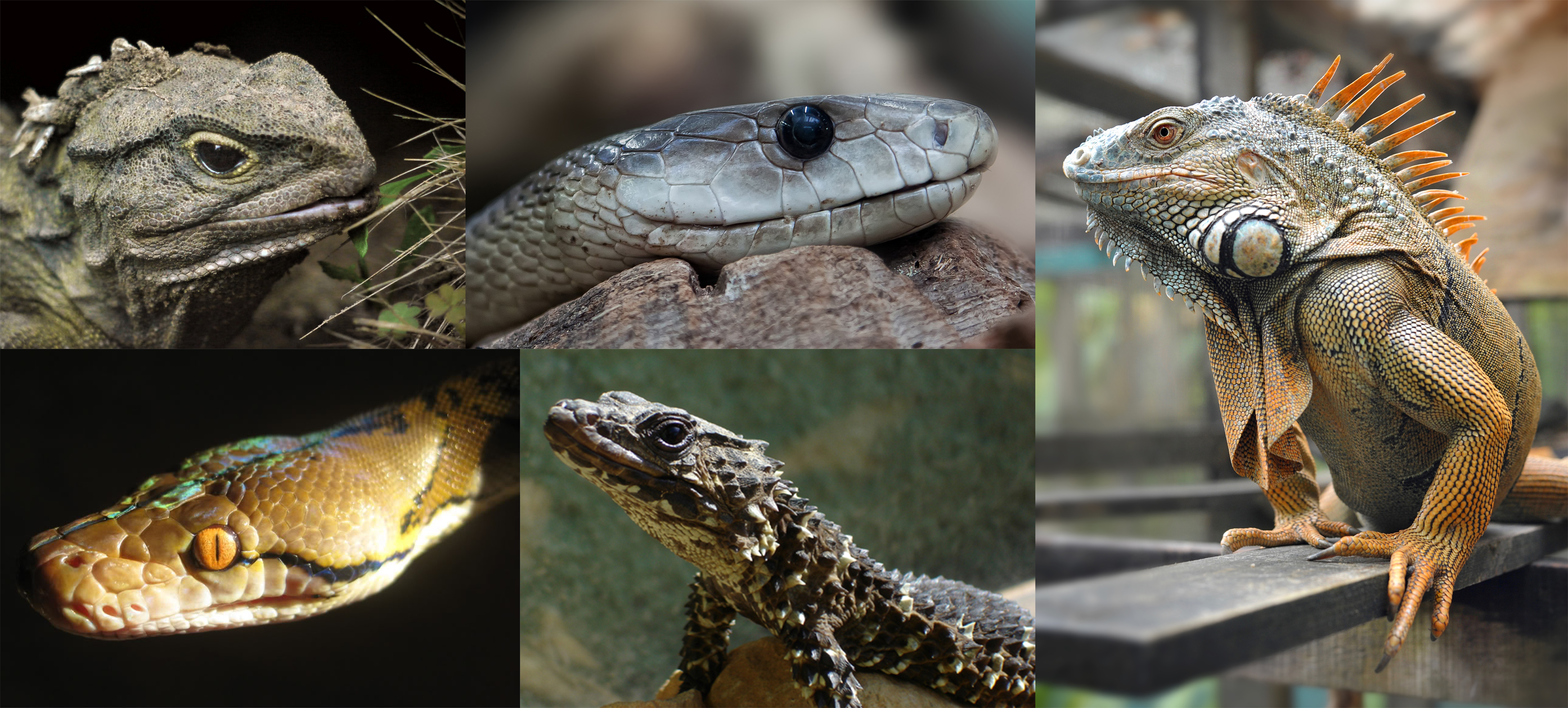 reptiles animals examples