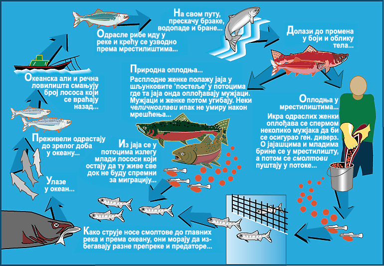 File:Life cycle of Pacific salmon-sr.jpg