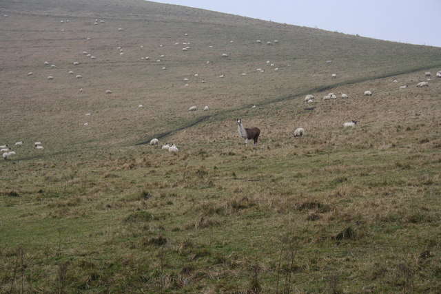 File:Llama guarding sheep. - geograph.org.uk - 1099416.jpg