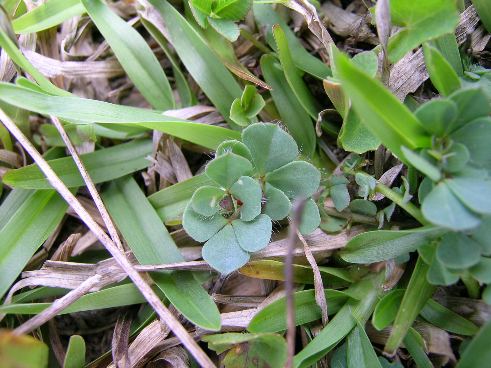 7 leaves. Этионема круглолистная. Мята круглолистная Ананасминце. Эвномия круглолистная. Крылотычинник круглолистный.