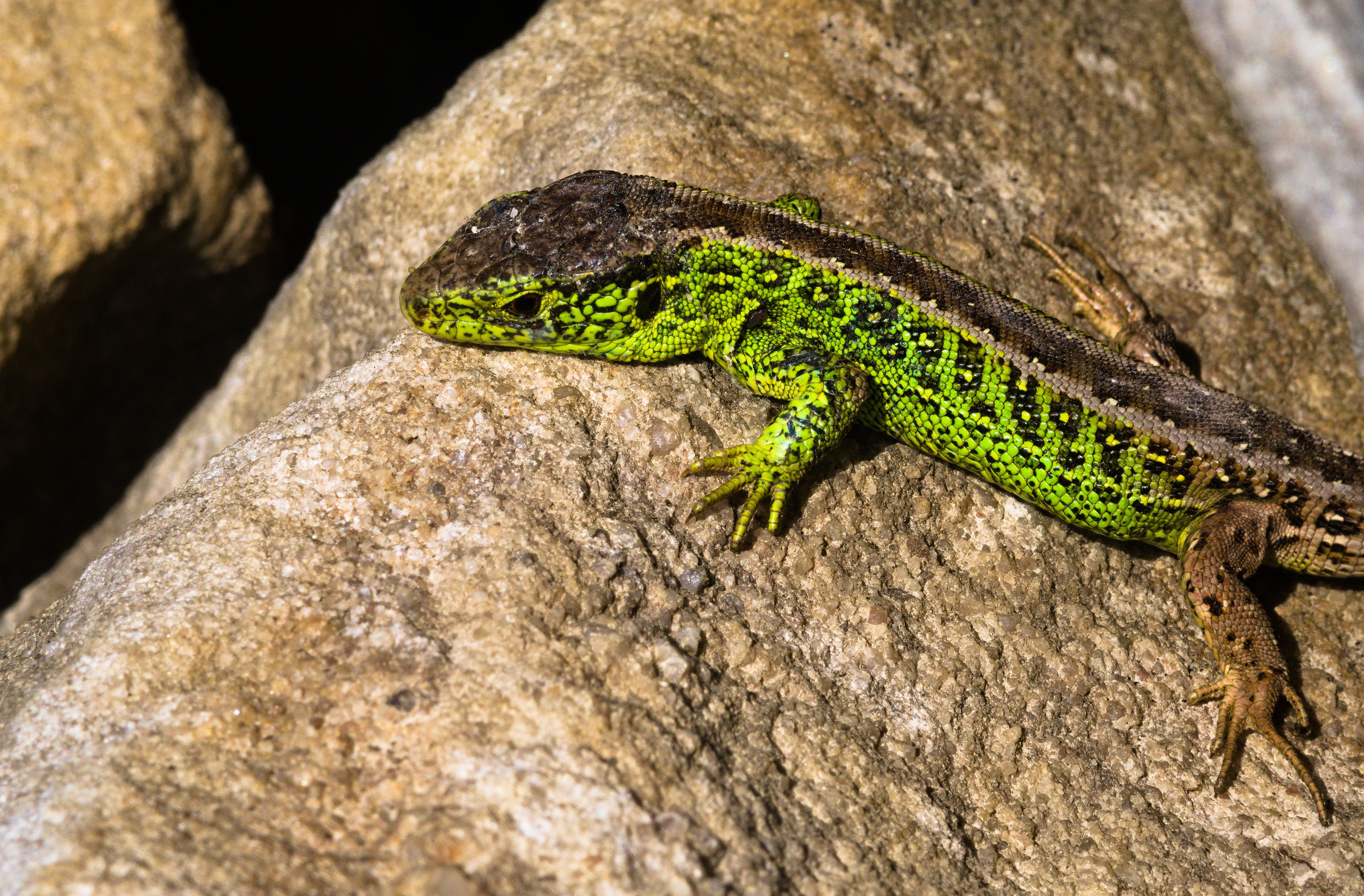 Lizard female. Прыткая ящерица самец. Прыткая ящерица. Прыткая ящерица самец и самка. Фолидоза.