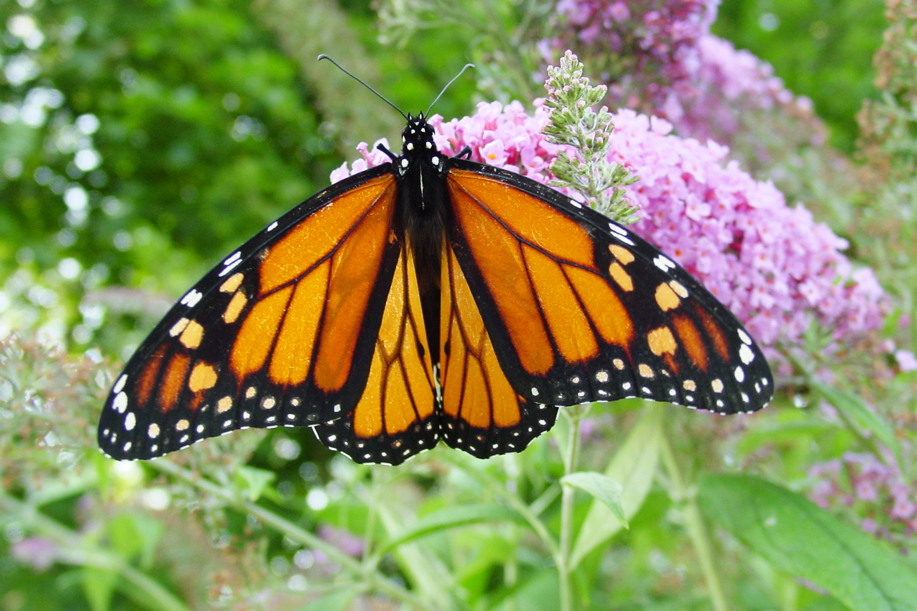 File Male Monarch Butterfly JPG Wikimedia Commons