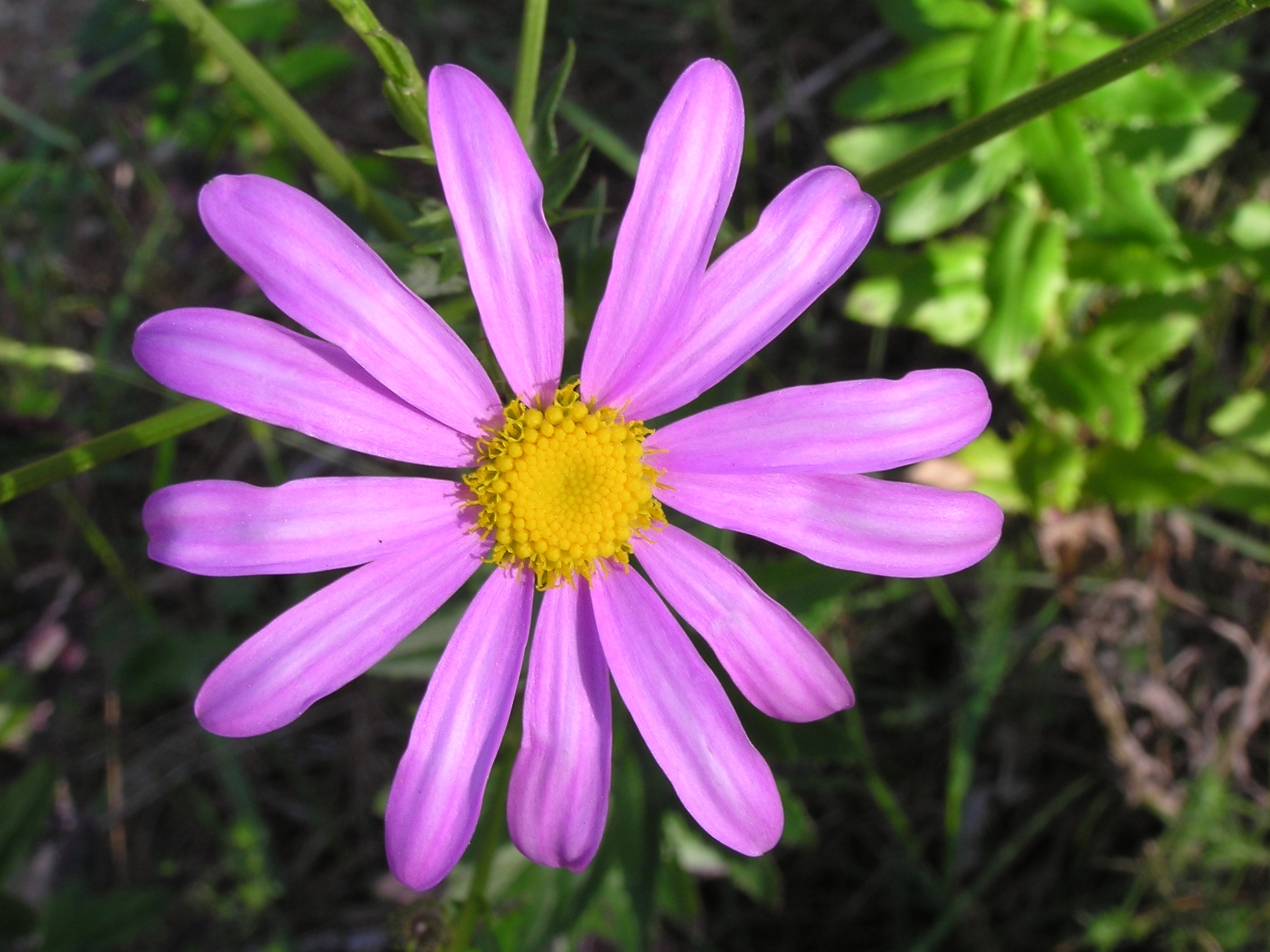 Yellow Flower With 9 Letters