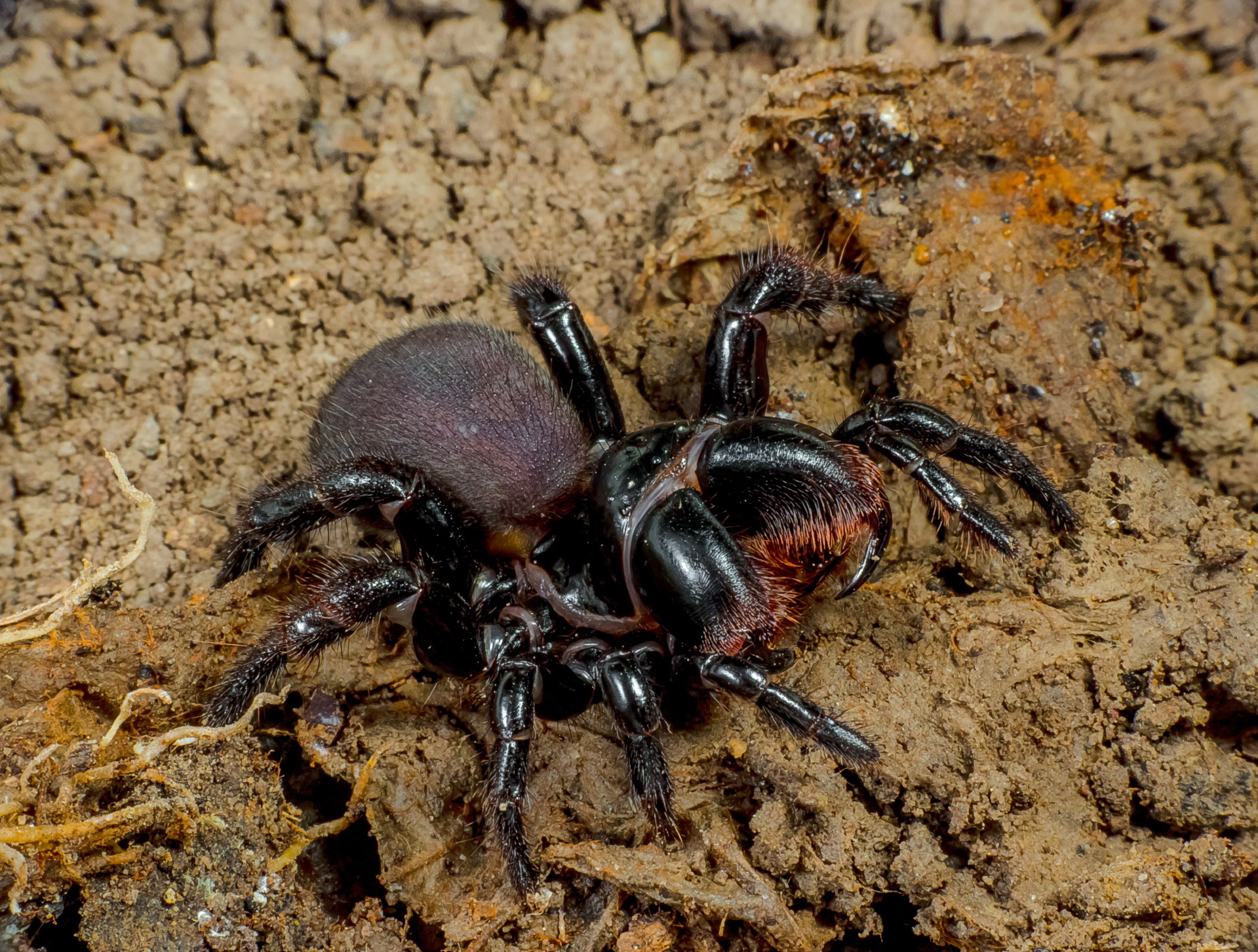 Redback spider - Wikipedia