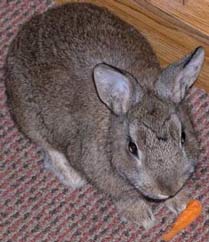 File:Netherlanddwarfbunny.jpg