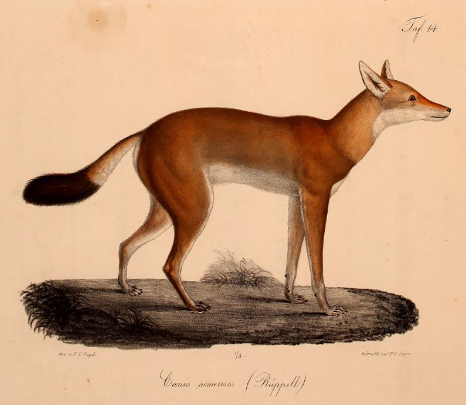 File:Neue Wirbelthiere zu der Fauna von Abyssinien gehörig (1835) Canis simensis.png