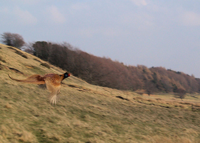 File:Pheasant in flight - geograph.org.uk - 544422.jpg