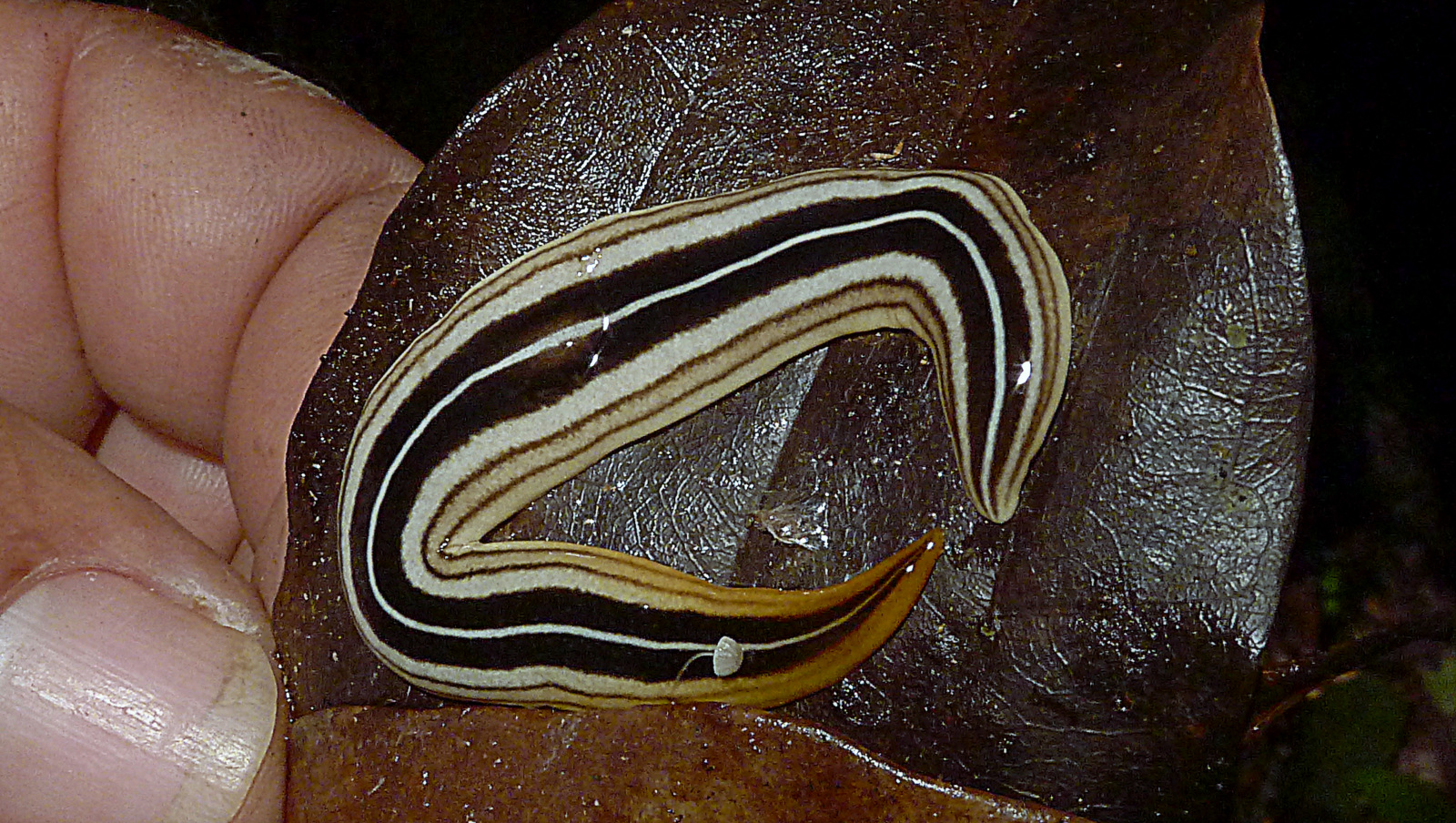 Platyhelminthes, Tricladida, Terricola, Atlantic forest, northern littoral of Bahia, Brazil (14617707721).jpg