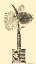 File:Potted Palm Tree.jpg