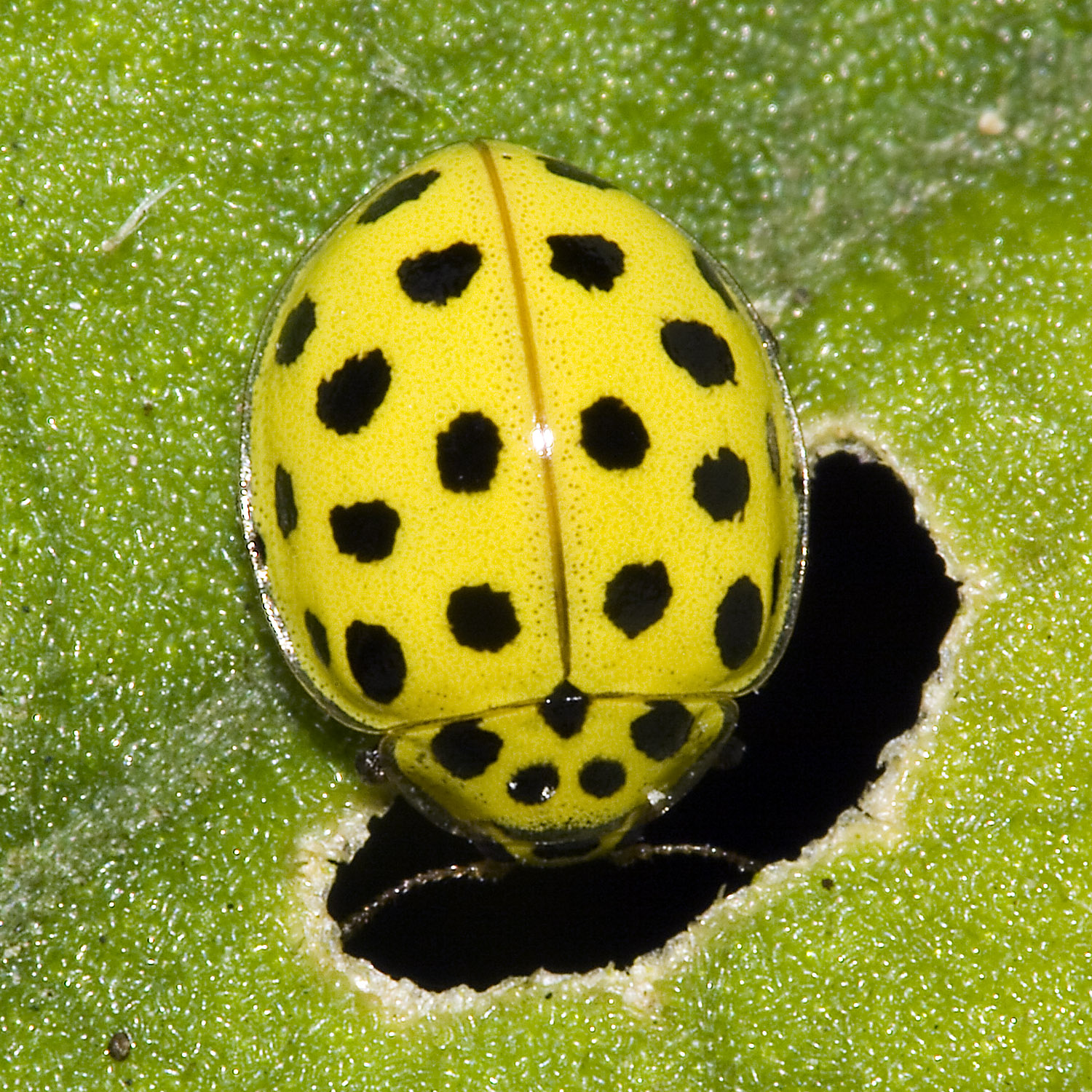 Coccinellidae Wikipedija