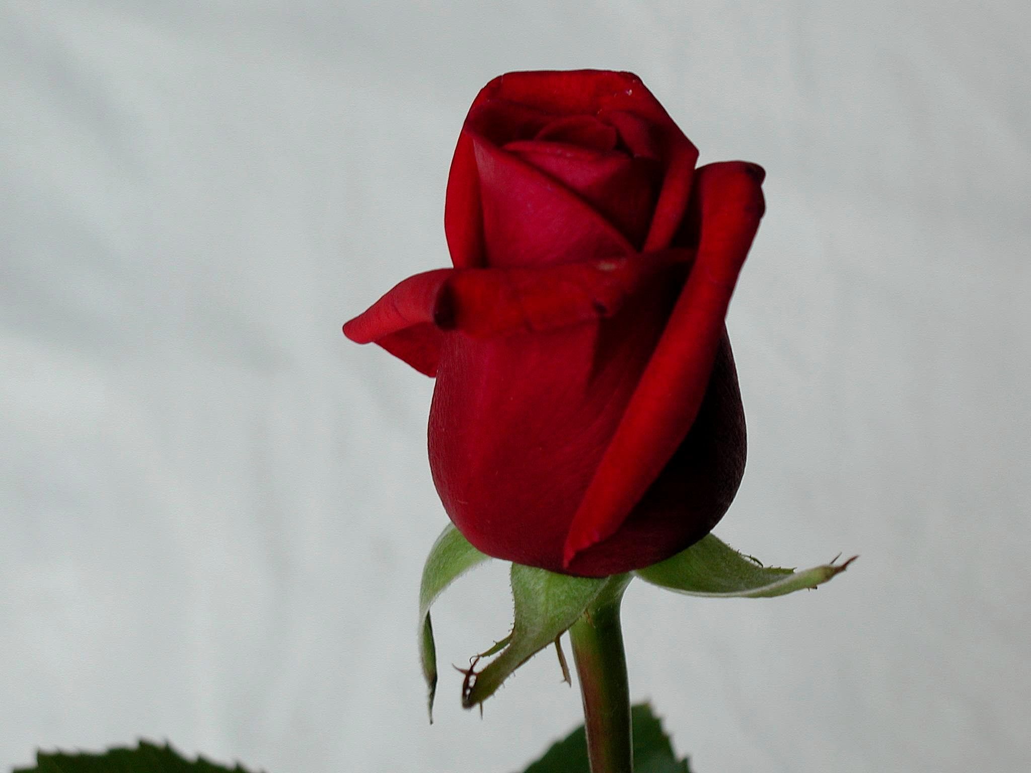 Red Rose Photos, Download The BEST Free Red Rose Stock Photos & HD